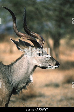 Porträt von männlichen größere Kudu Samburu National Reserve Kenia Ostafrika Hinweis die prächtige spiralförmige Hörner hautnah Stockfoto