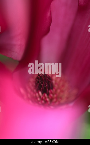 Magnolia Liliiflora Nigra Tulpenbaum Stockfoto