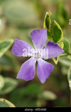 VINCA MAJOR VARIEGATA GRÖßERE IMMERGRÜN Stockfoto