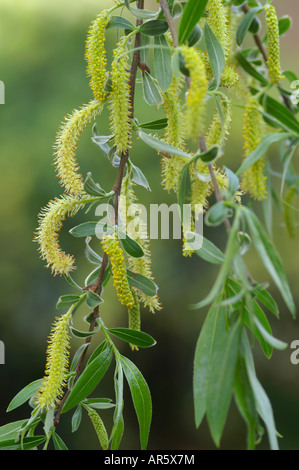 SALIX FRAGILIS CRACK WILLOW KÄTZCHEN Stockfoto