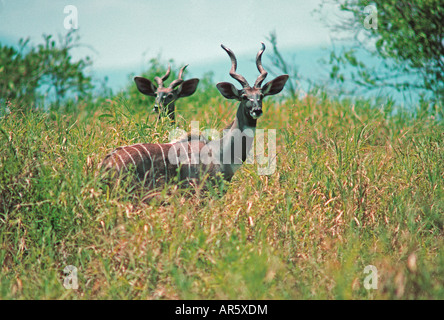 Zwei männliche Lesser Kudu Tragelaphus Imberbis Tsavo West Nationalpark Kenia in Ostafrika Stockfoto