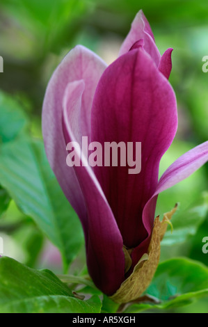 Magnolia Liliiflora Nigra Tulpenbaum Stockfoto