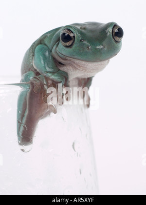 Ein grüner Laubfrosch auf ein Glas Stockfoto