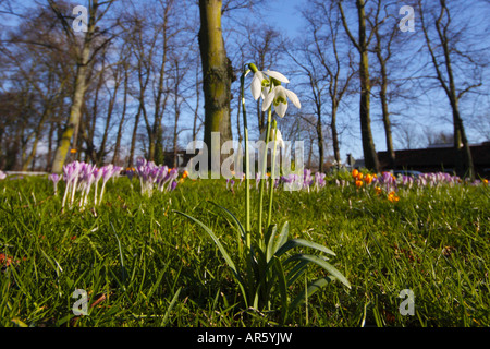 Schneeglöckchen und Krokusse Stockfoto