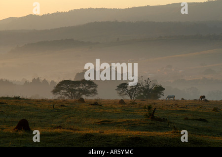 Am frühen Morgen Nebel Nebel auf Weide Votorantim Sao Paulo Brasilien 30. Juni 2006 am 07 06:00 auf Fridday Stockfoto