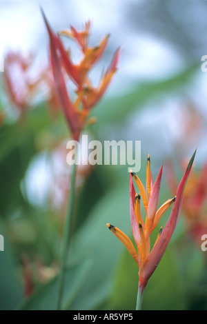 Tropische Blumen, der Wakaya Club, Wakaya Island, Lomaiviti Group, Fidschi Stockfoto