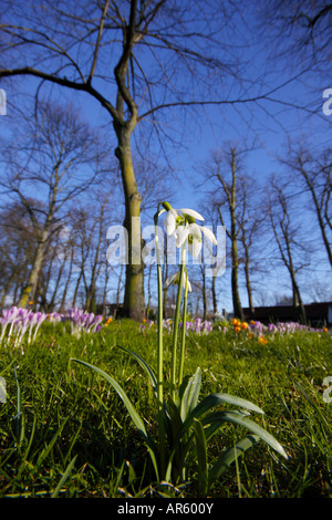 Schnee fällt Stockfoto