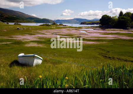 Ebbe am Loch Na Dal offenbaren ein Meer von rosa Wildblumen wie einem festgemachten Boot wartet geduldig, auf der Isle Of Skye gehoben werden Stockfoto