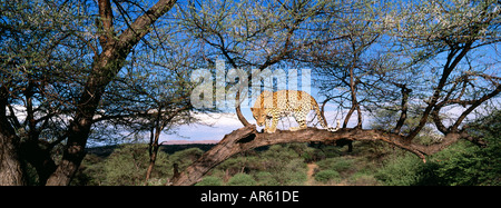 Leoparden Panthera Pardus oben einen Baum Südafrika Stockfoto