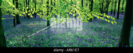 Bluebell Holz Hertfordshire Mai Stockfoto