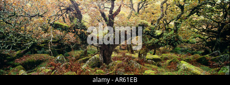 Uralte Traubeneichen Eichenwald Wistmans Holz NNR Dartmoor Devon UK Stockfoto
