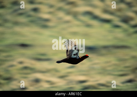 Moorschneehuhn Lagopus Lagopus Scoticus fliegen über Moorhuhn moor Yorkshire Dales UK Stockfoto