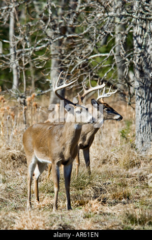 Zwei Alert White-tailed Deer Odocoileus Virginianus Bucks Cades Cove große Smokey Mountains National Park Tennesee Stockfoto