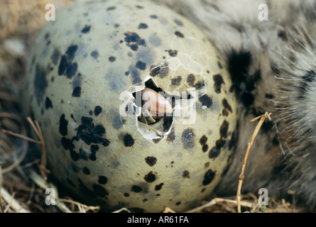 Silbermöwe Larus Argentatus Küken schlüpfen aus Schottland Sommer Ei Stockfoto