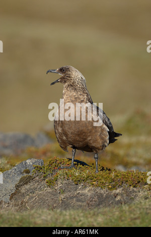 Great Skua Stercorarius Skua auf Erden Vorderansicht mit Kopf Schnabel offen während des Anrufs Stockfoto