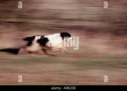 Englisch Springer Spaniel ausgeführt, Kent, UK Stockfoto