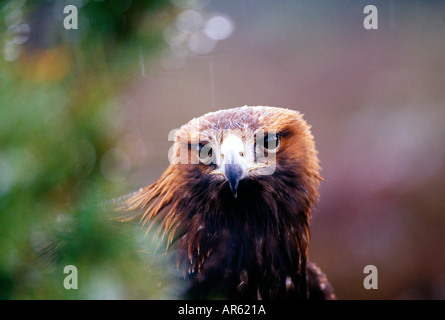 Steinadler Aquila Chrysaetos Erwachsenen Cairngorm National Park Speyside Schottland Stockfoto