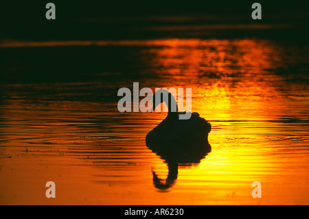 Höckerschwan Cygnus Olor Silhouette bei Sonnenaufgang Richmond Park in London Oktober Stockfoto