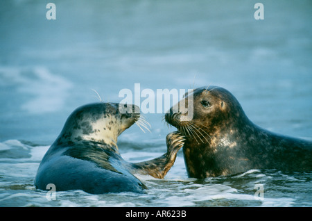 Graue Dichtungen Halichoerus Grypus in Brandung Donna Nook Lincolnshire November UK Stockfoto