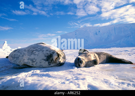 Weddell Seal Leptonychotes Weddelli Mutter und Welpe auf Meereis Weddellmeer Antarktis Oktober Stockfoto