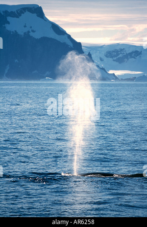 Buckelwal Impressionen Novaeangliae weht antarktischen Halbinsel Antarktis Januar Stockfoto