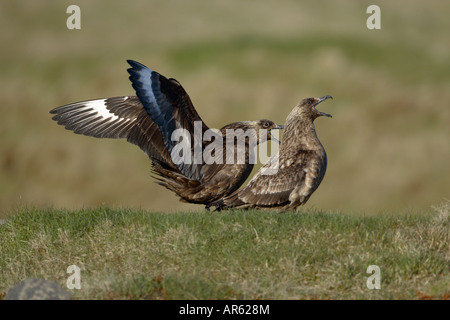 Zwei große Skua Stercorarius Skua stehend am Boden Seite Ansicht Schnabel öffnen Sie während des Anrufs Stockfoto