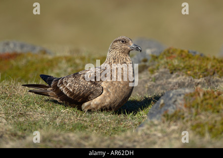 Great Skua Stercorarius Skua sitzen auf Boden-Seitenansicht Stockfoto