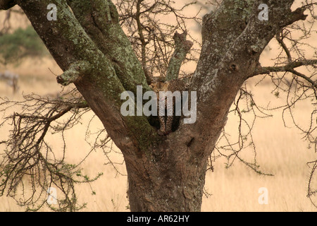 Leopard, leckte seine Lippen Serengeti NP Tansania Stockfoto