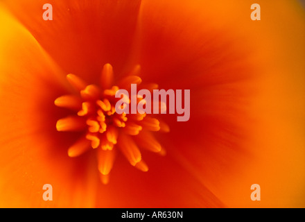 Kalifornische Mohn (Eschscholzia Californica) Stockfoto