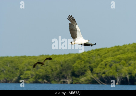 Weiße bellied Seeadler Haliaeetus Leucogaster in Flight über Bufallo Creek Darwin Australien Stockfoto