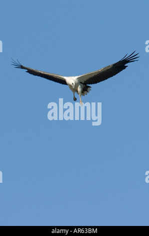 Weiße bellied Seeadler Haliaeetus Leucogaster in Flight über Bufallo Creek Darwin Australien Stockfoto