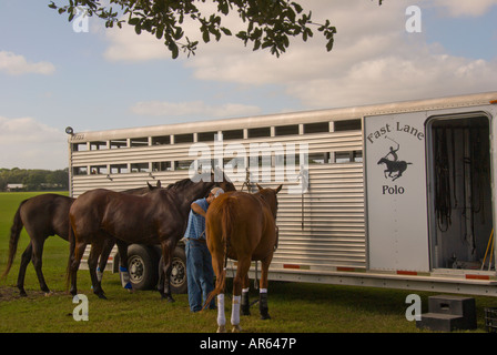 Sarasota Florida Sarasota Polo Club Pferde gebunden zum weichen Sonnenlicht Sport outdoor Freizeit trailer Stockfoto