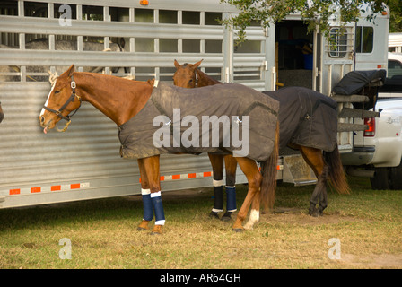 Sarasota Florida Sarasota Polo Club Pferde gebunden zum weichen Sonnenlicht Sport outdoor Freizeit trailer Stockfoto