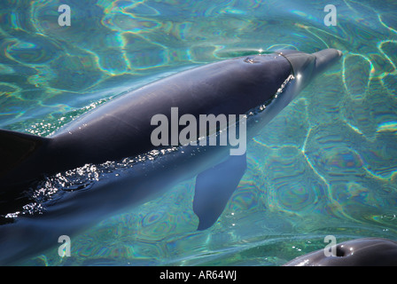 Delfine schwimmen im Meer, Dolphin Reef, Eilat, South District, Israel Stockfoto