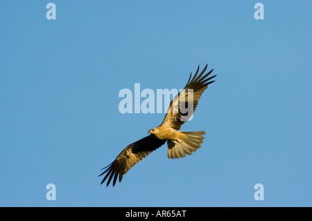 Whistling Kite Haliastur Sphenurus im Flug Stockfoto
