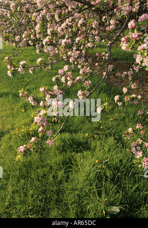 Nahaufnahme der Apfelblüte in einem Obstgarten in der Nähe von Plaxtol Kent Stockfoto