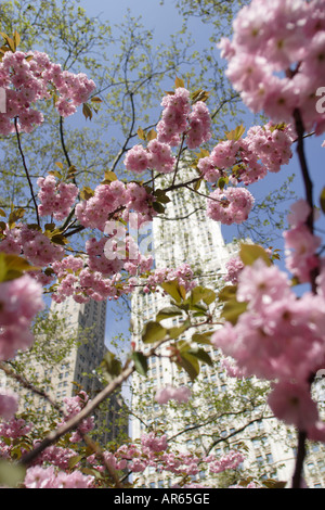 Blühender Baum vor Woolworth Building, Broadway, Manhattan, New York, Amerika, USA Stockfoto