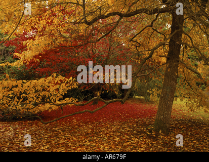 Gold and red Acers in their bright Autumn foliage Stockfoto