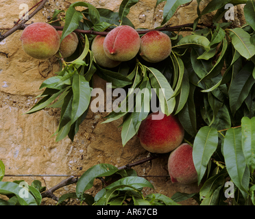 Barrington Court Somerset Stockfoto