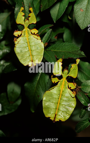 Javanischen Blatt Insekt, Phyllium Giganteum Poring Hot Springs, Mount Kinabalu Park. Sabah, Malaysia Stockfoto