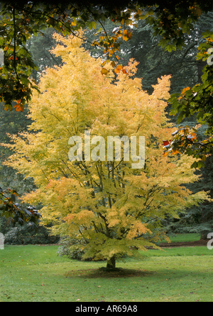 Acer Palmatum Senkaki in seinen gelben Herbstlaub befindet sich im Süd-Garten am Knightshayes Court Devon Stockfoto