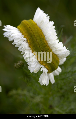 Unförmige fehlerhaft und verzerrt Meer Mayweed Matricaria Maritima wächst auf Mainland Orkney Scotland UK Stockfoto