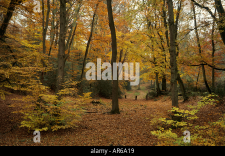 Ein Blatt verstreut Pfad läuft durch Fuhrleute Brunnen auf dem Ludshott Hampshire Stockfoto