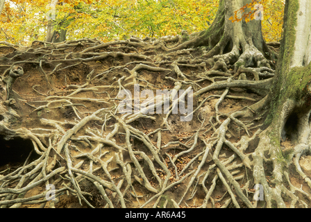 Eine gemeinsame Buche Fagus Sylvatica mit Wurzelsystem oberirdisch an Fuhrleute zu Fuß Grayshott Surrey Stockfoto