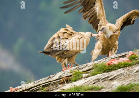 Zwei Gänsegeier (abgeschottet Fulvus) kämpfen um ein Stück Fleisch Kadaver, Ordesa Nationalpark, Spanien Stockfoto