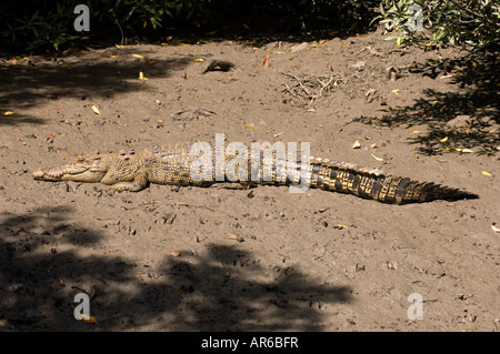 Eine australische Salzwasser oder Flussmündungen Krokodil sonnte sich am schlammigen Ufer Stockfoto