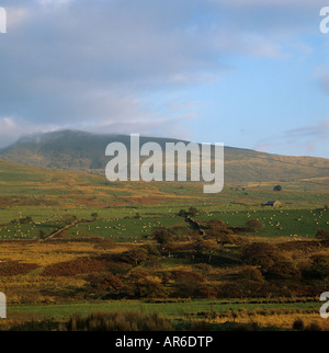 Abendlicht im Spätherbst über Hügel weiden Schafe in Snowdonia Wales Stockfoto