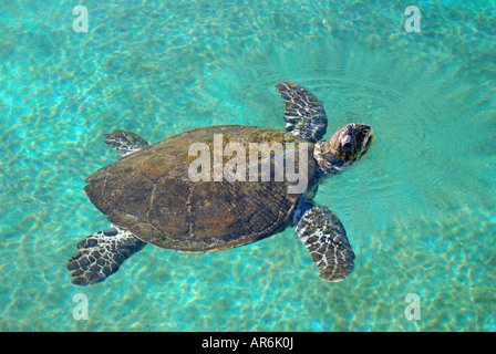 Grüne Schildkröte im Pool, Coral World Underwater Observatory und Aquarium, Eilat, South District, Israel Stockfoto