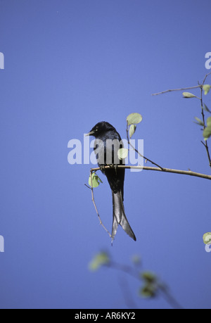 Schwarzer Drongo Dicrurus Macrocercus Perched auf AST Indien Stockfoto