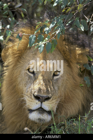 Löwe Panthera Leo Nahaufnahme von Männerkopf Kenia Stockfoto